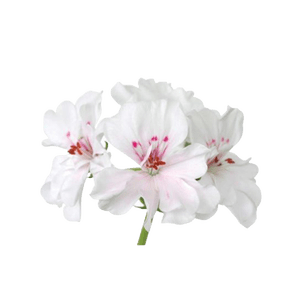 Utb8bfj8niamiujk43pt761smxxaz 1.png